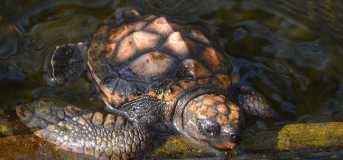 Bobbing baby turtle has scientists perplexed