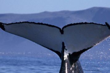 Tales you lose: Why Wild Coast blasting rattles the sea’s great migrating whales