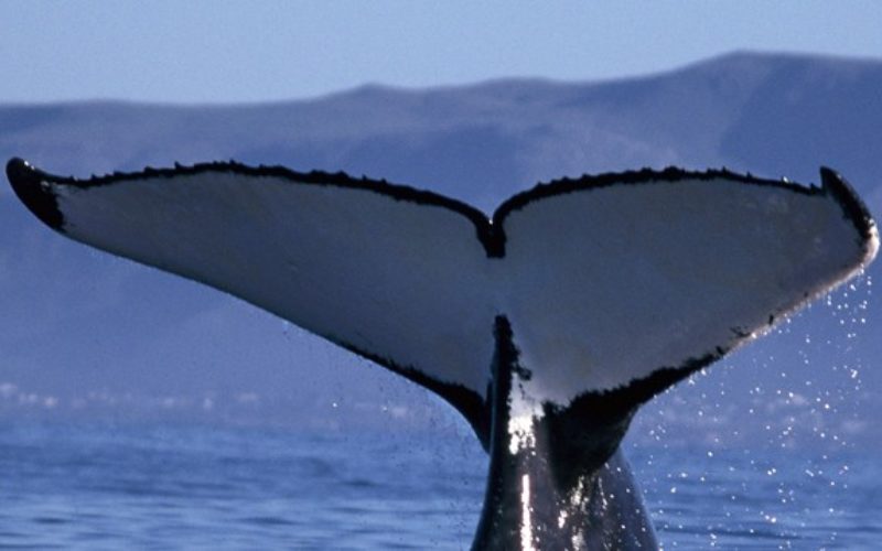 Tales you lose: Why Wild Coast blasting rattles the sea’s great migrating whales