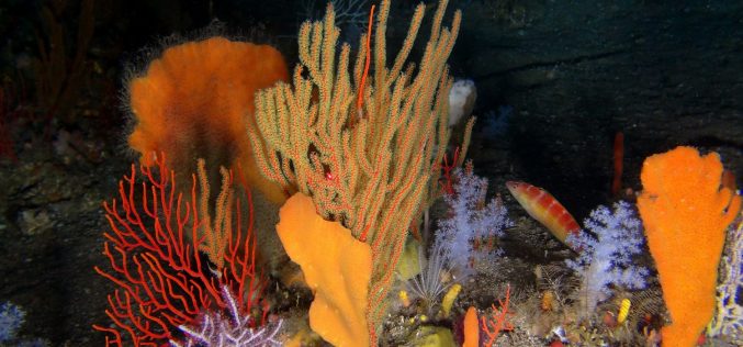 Offshore exploits threaten marine life