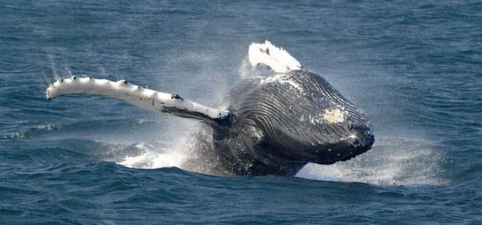 New tech helps with whale research projects