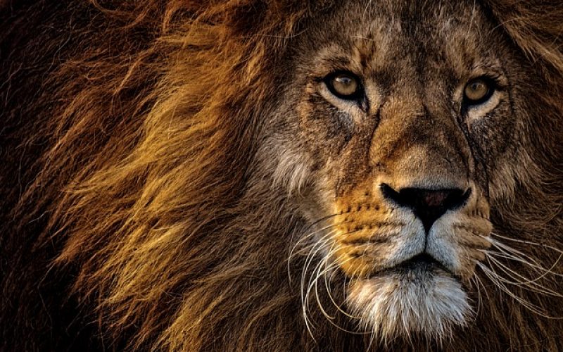 Claws out at lion trade colloquium: hearing in detail