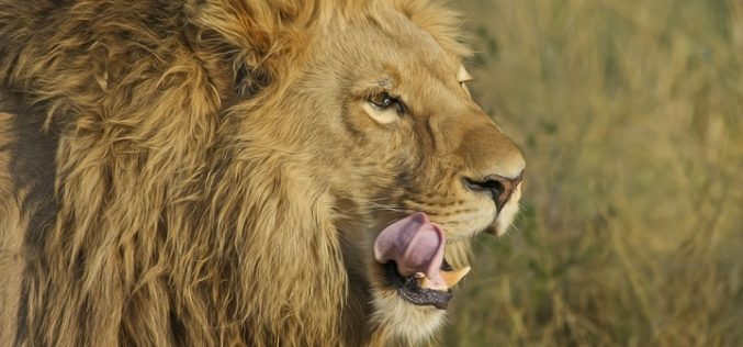 Bone lions: government passes the buck