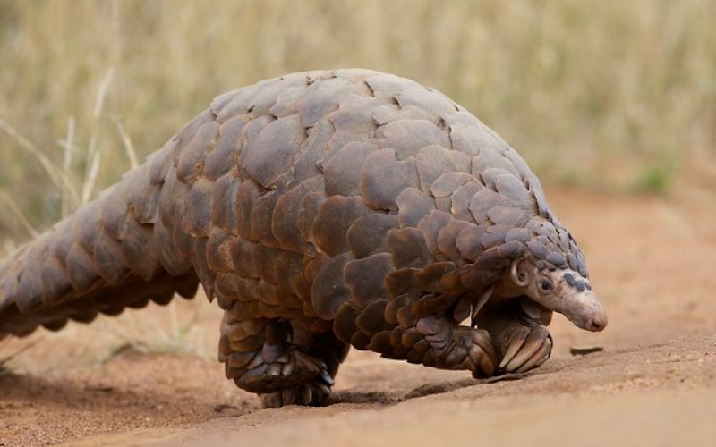New film puts the focus on Pangolin poaching