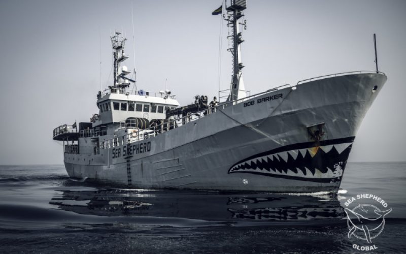 Sea Shepherd skipper on film fest bill