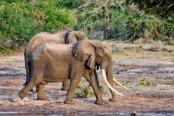 Park expansion holds hope for Africa’s big tuskers