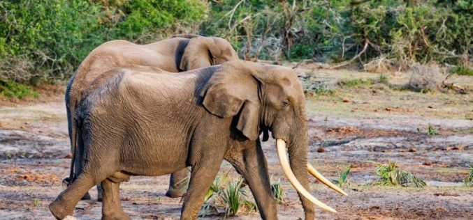 Park expansion holds hope for Africa’s big tuskers
