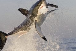 Headless sharks, scarce great whites and the danger of fish and chips Down Under