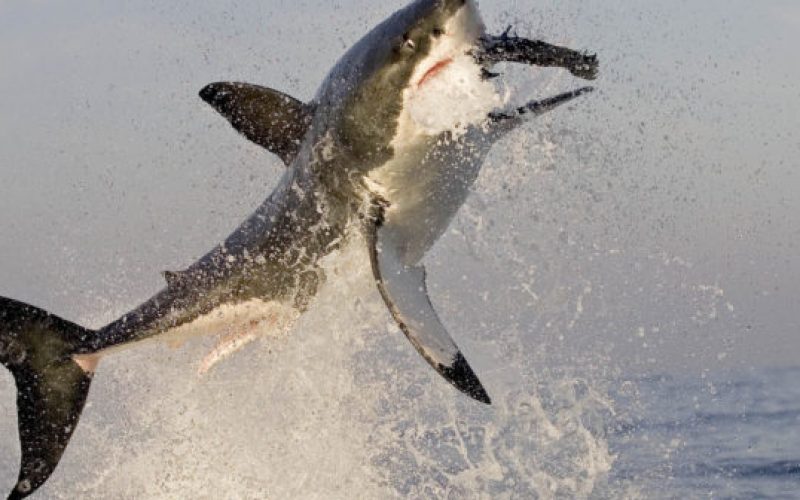 Headless sharks, scarce great whites and the danger of fish and chips Down Under