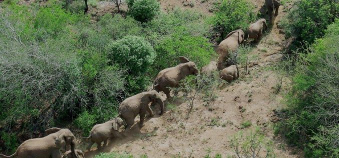 International bid to save Mawana elephants