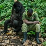 Virunga DRC rangers killed