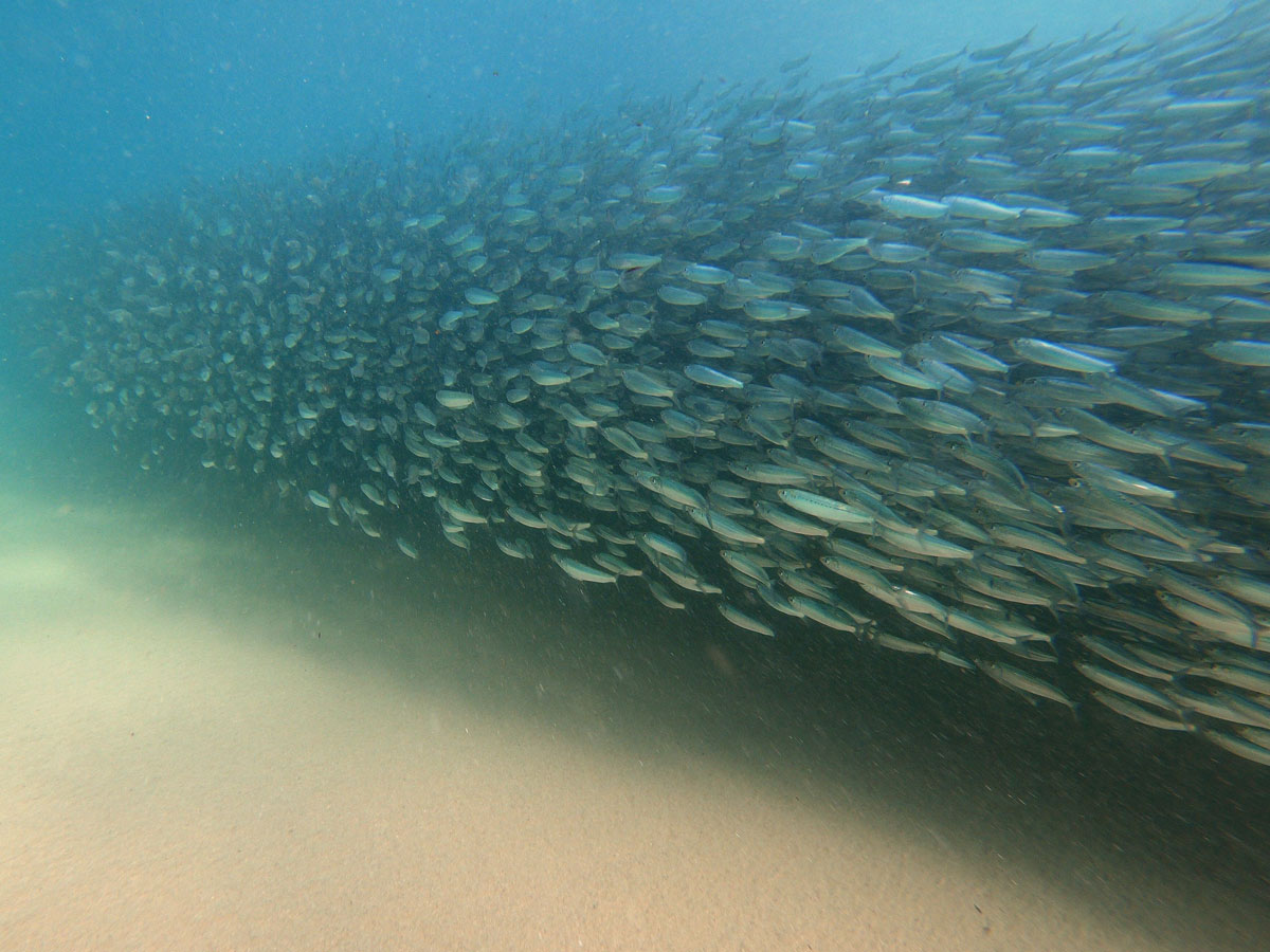 sardines off Greenpoint