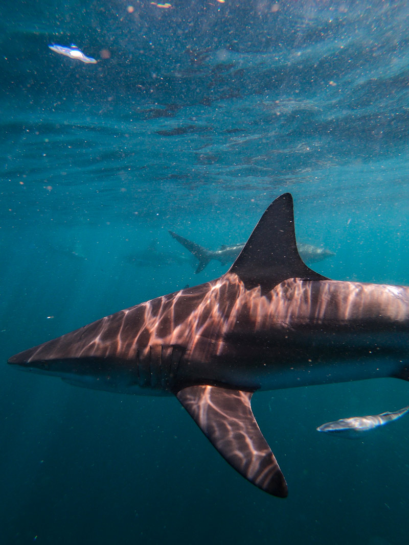 blacktip shark