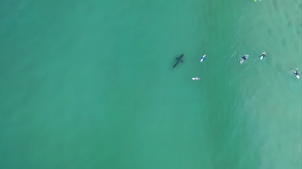 White shark and surfers at Plett