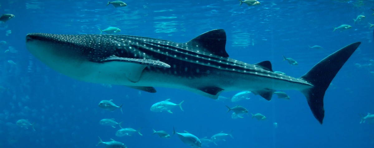 Sharks – whale shark