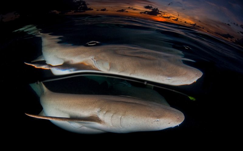 A shiver of sharks: <br>  Old stories tell another truth