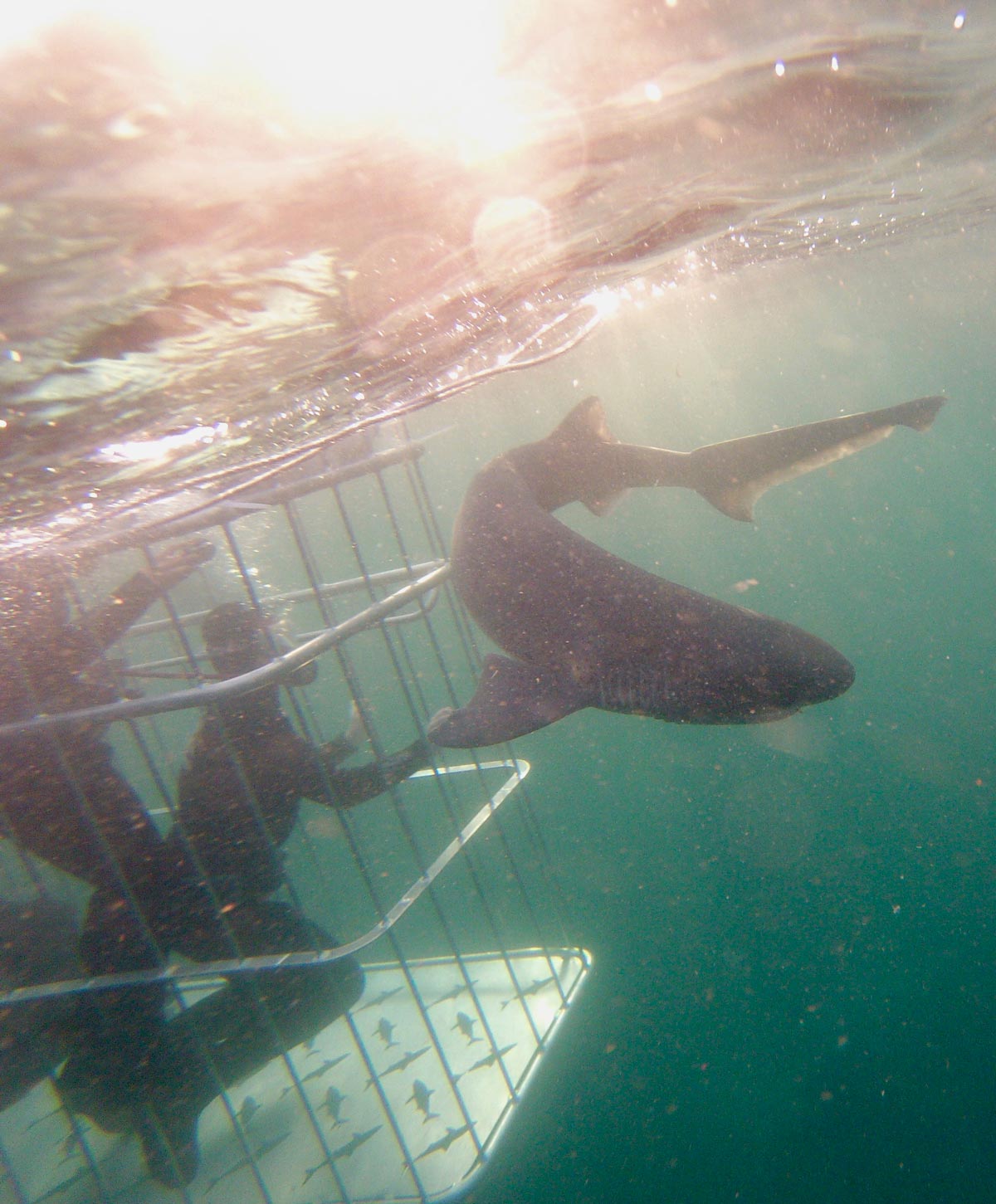 cow shark – cage diving