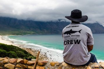 Spotted! <br> How a surfer’s project turned the tide on shark fears