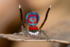 Hiya ladies, I am in a wooing mood! <br> . . . Spider love can be so strange