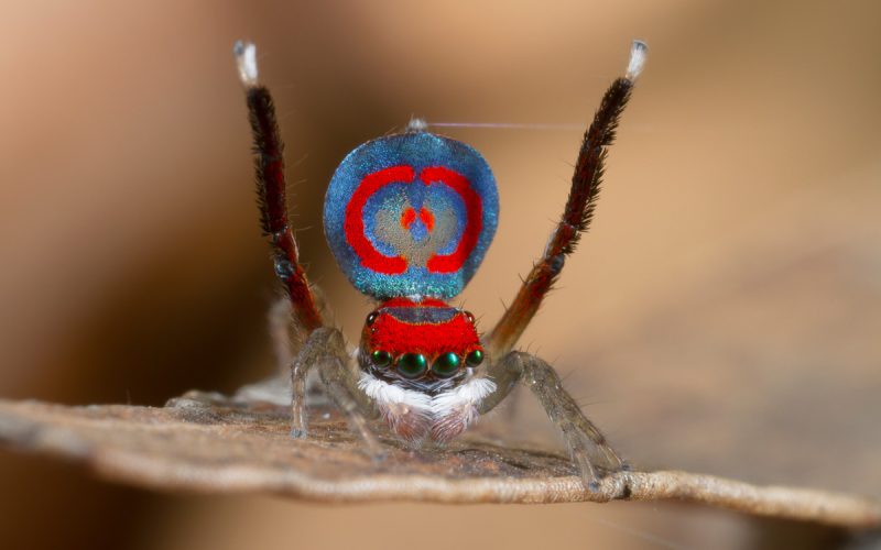 Hiya ladies, I am in a wooing mood! <br> . . . Spider love can be so strange