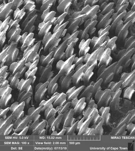 Microscopic view of shark skin