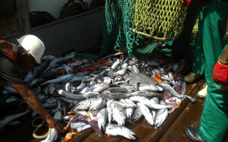 Bycatch threat to apex predators