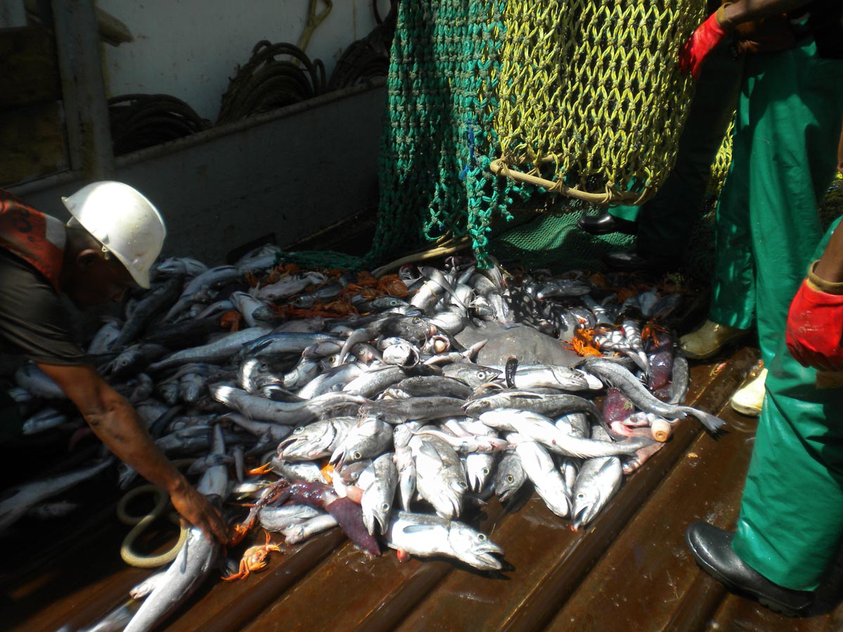 Demersal trawling – bycatch