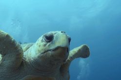 Turtles “talk” to divers