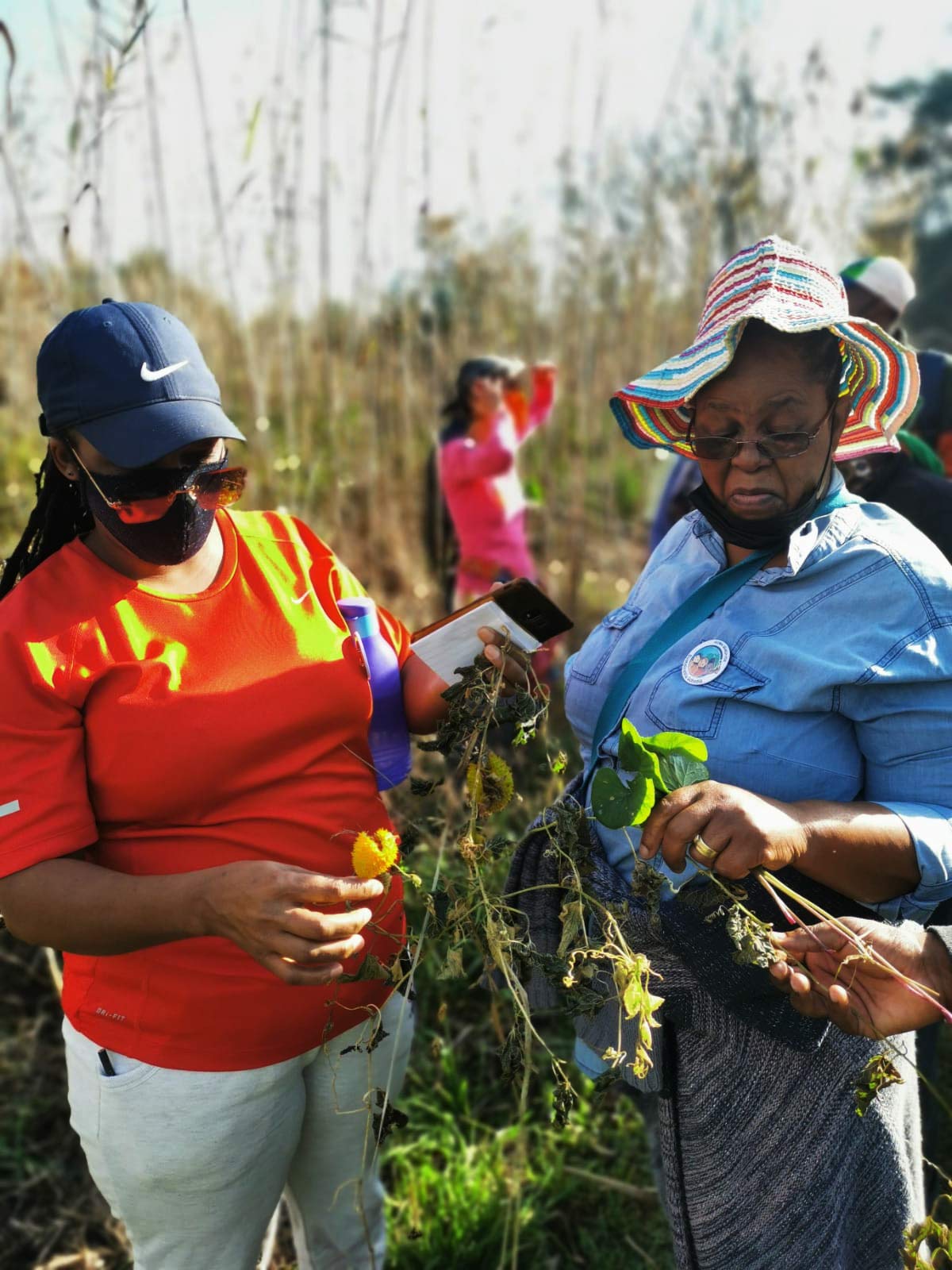 LONG LIFE: Teachers Phumzile Manana and Zandile Mdletshe harvesting Gotu Kola. Dubbed the herb of longevity, it has many uses including as an anti-inflammatory, to improve circulation and for skin and hair care.