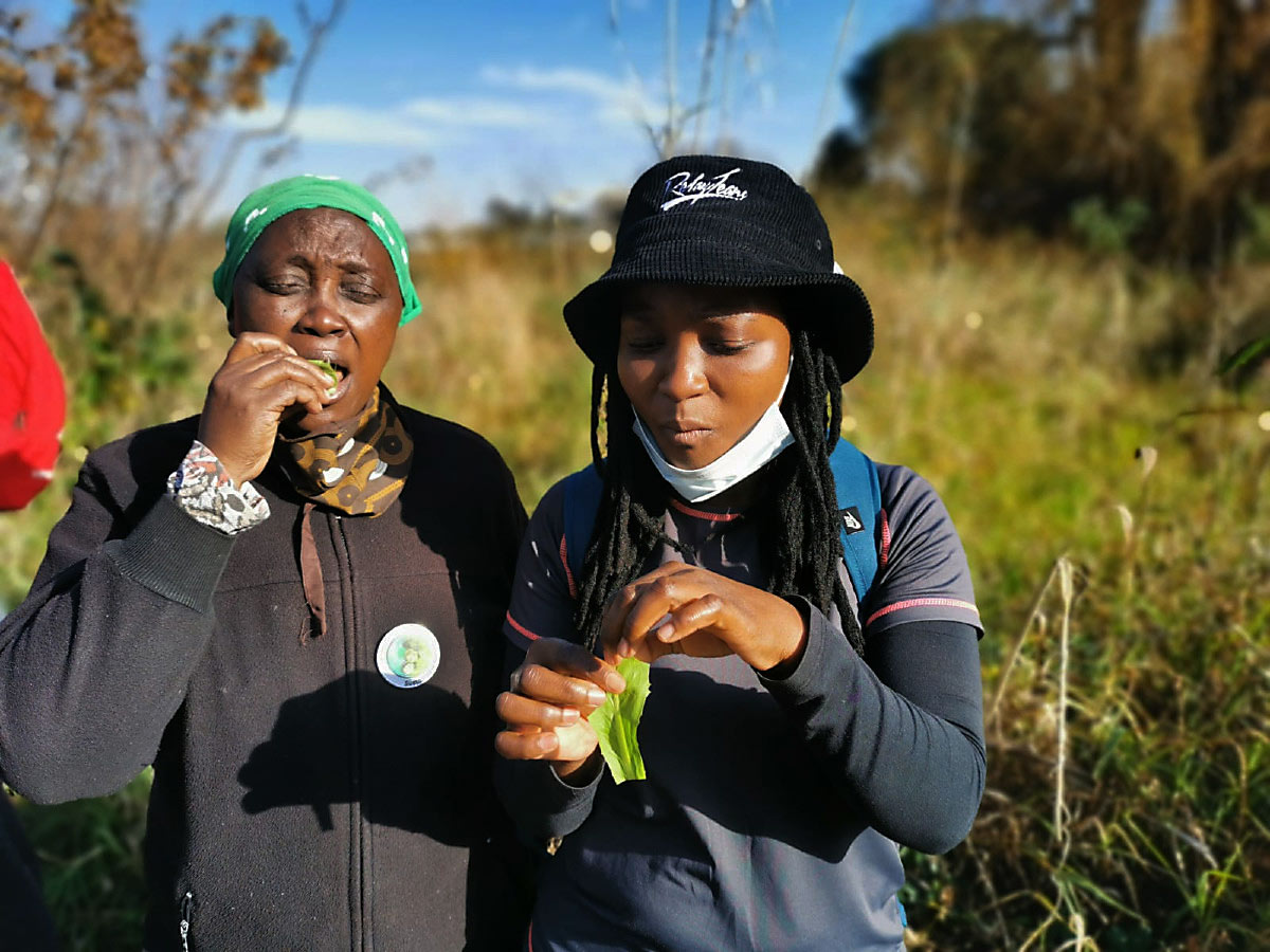 JUST DANDY: Sthembile Shabalala and Nqobile Mlaba reap the benefits of dandelion leaves.