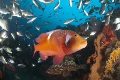 Red Fish Down: Marine protected areas are critical to the future of South Africa’s iconic reef species