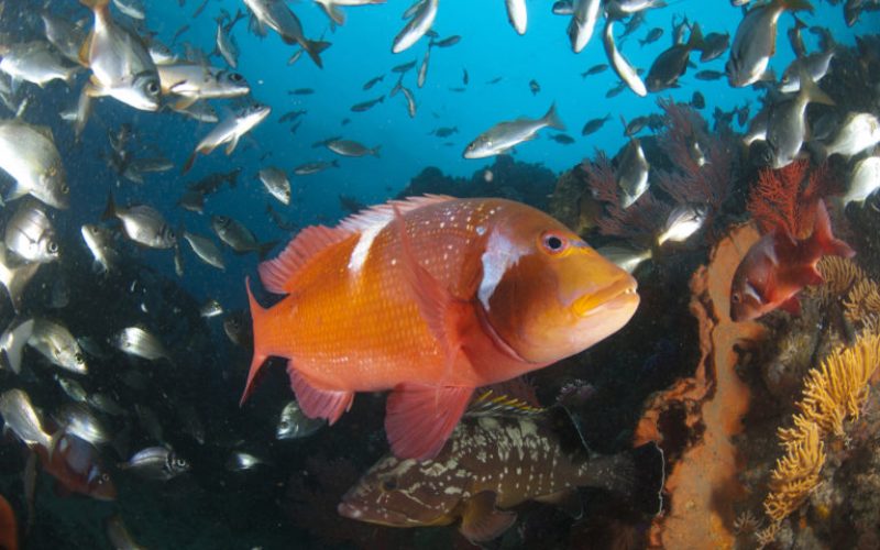 Red Fish Down: Marine protected areas are critical to the future of South Africa’s iconic reef species