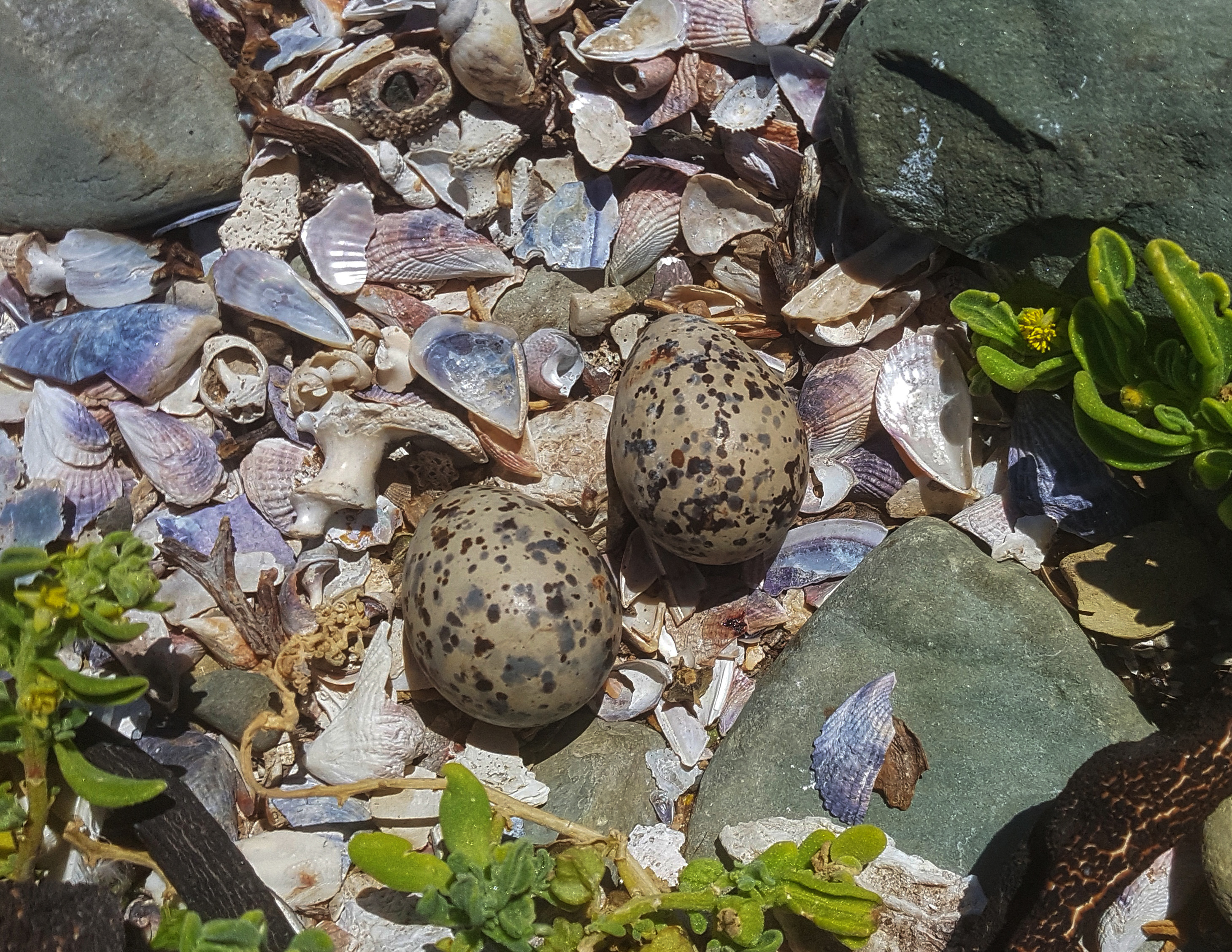 oystercatcher eggs