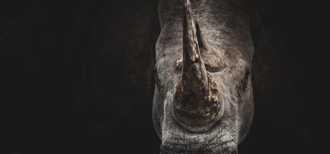 More rhinos are being killed for their horns — and it’s not just the poachers who are to blame