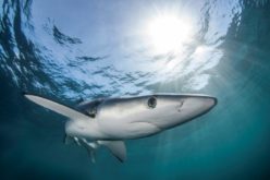 Marine scientists drum up support for shark sanctuaries