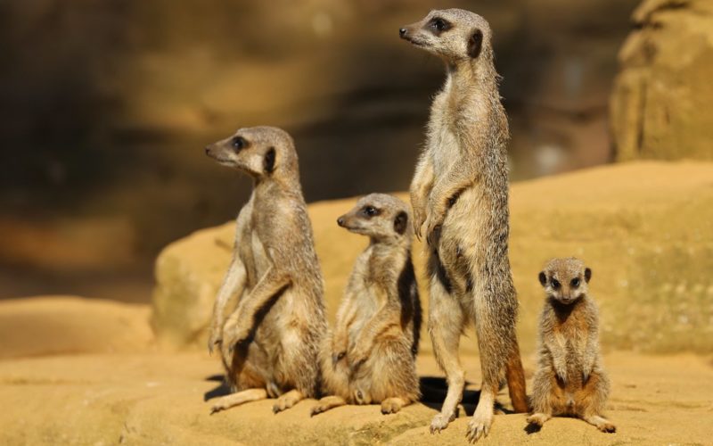 Climate change — deer do well, misery for meerkats